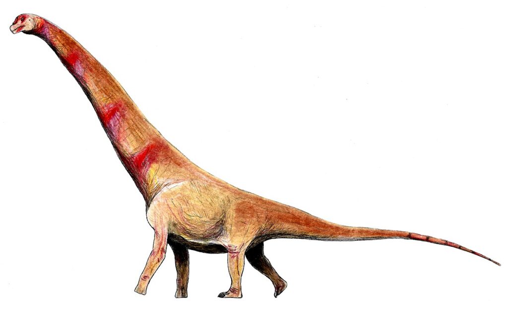 Austroposeidon magnificus
