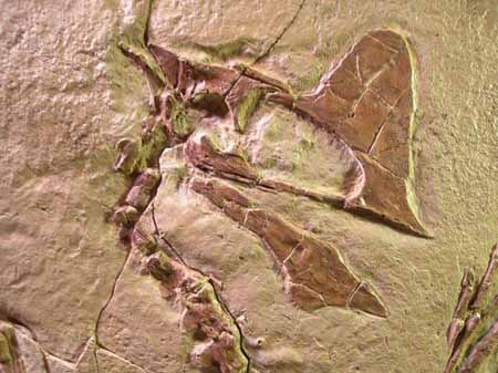 Fóssil Tapejara wellnhoferi