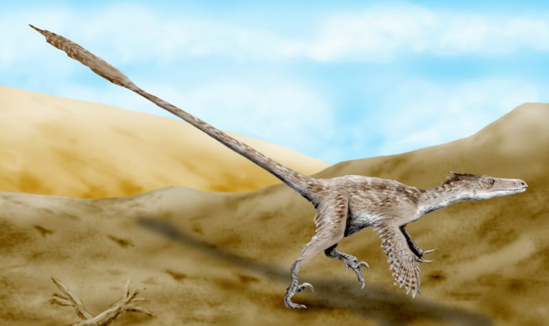 Velociraptor dinossauro real com penas comparado ao tamanho de um humano e de um gato.