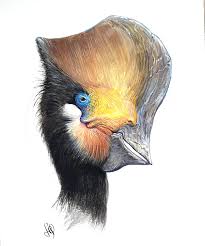 Tapejara wellnhoferi