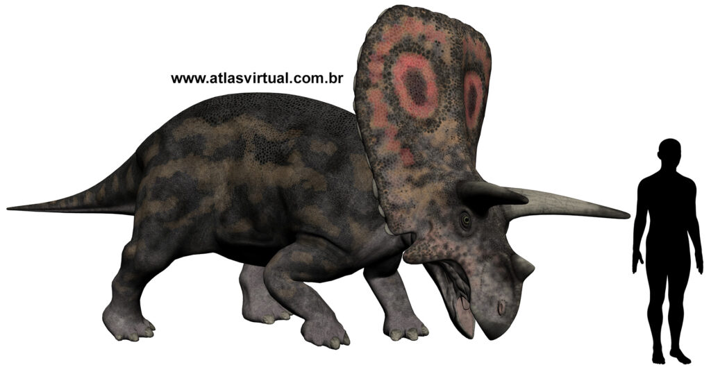 Imagem ilustrativa e compartativa do tamanho do torosaurus a um ser humano